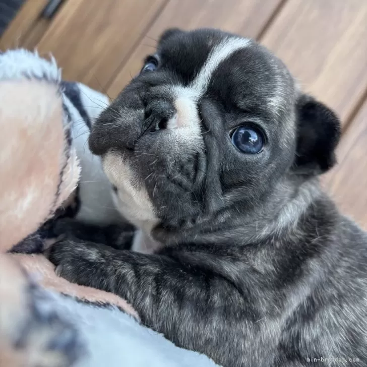 ID：2508-04608の子犬