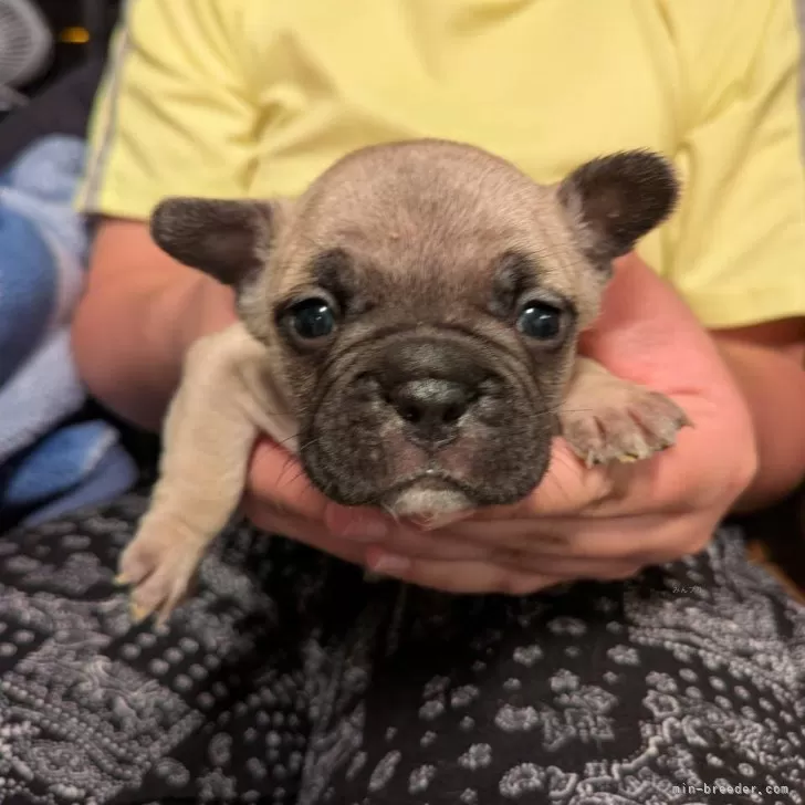 フレンチブルドッグ【京都府・男の子・2025年9月29日・フォーン】の写真1