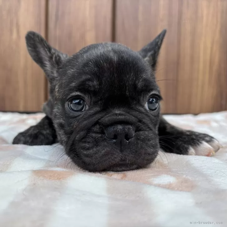 ID:2508-03760の子犬