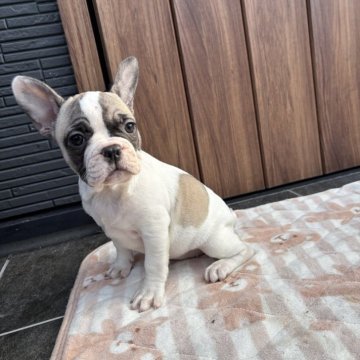 フレンチブルドッグ【京都府・女の子・2025年9月29日・フォーンパイド】の写真「可愛いお顔のフォーンパイドちゃん♪♪」