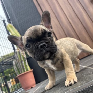 フレンチブルドッグ【京都府・女の子・2025年7月29日・ブルーフォーン】の写真「綺麗な毛色のブルーフォーンちゃん♪」