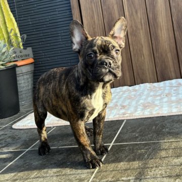 フレンチブルドッグ【京都府・男の子・2025年7月17日・タイガーブリンドル】の写真「綺麗な毛色のタイガーブリンドルちゃん♪♪」