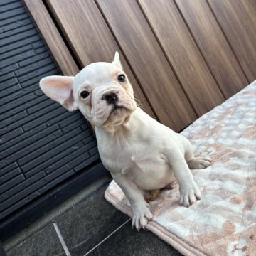 フレンチブルドッグ【京都府・男の子・2025年9月29日・クリーム】の写真「可愛いお顔のクリーム♪」