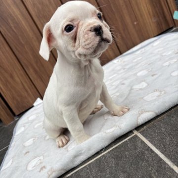 フレンチブルドッグ【京都府・男の子・2025年9月29日・クリーム】の写真「可愛いお顔のクリーム♪」