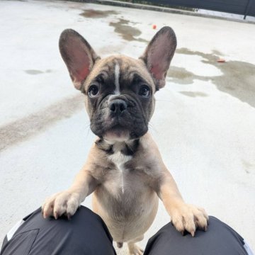 フレンチブルドッグ【京都府・男の子・2025年7月21日・フォーン】の写真「可愛いお顔のフォーンちゃん♪」