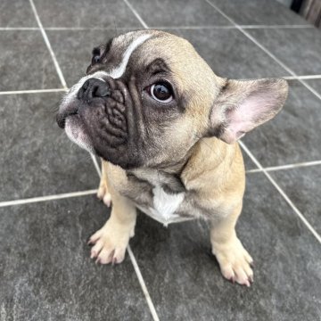 フレンチブルドッグ【京都府・男の子・2025年7月21日・フォーン】の写真「可愛いお顔のフォーンちゃん♪」