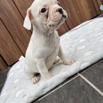 フレンチブルドッグ【京都府・男の子・2025年9月29日・クリーム】の写真「可愛いお顔のクリーム♪」