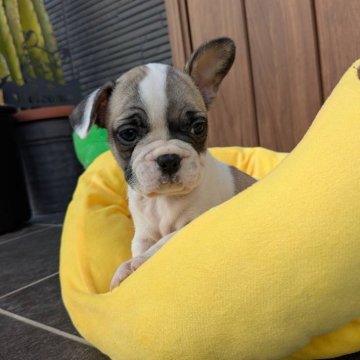 フレンチブルドッグ【京都府・女の子・2025年9月29日・フォーンパイド】の写真「可愛いお顔のフォーンパイドちゃん♪」