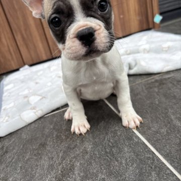 フレンチブルドッグ【京都府・女の子・2025年9月29日・フォーンパイド】の写真「可愛いお顔のフォーンパイドちゃん♪♪」