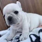 フレンチブルドッグ【京都府・女の子・2025年7月21日・クリーム】の写真1