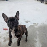 フレンチブルドッグ