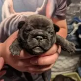 フレンチブルドッグ