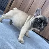 フレンチブルドッグ