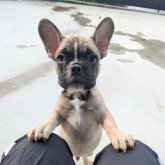 フレンチブルドッグ