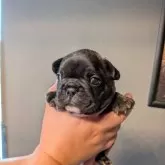 フレンチブルドッグ
