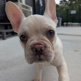 フレンチブルドッグ