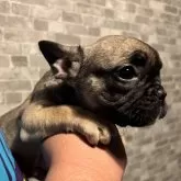フレンチブルドッグ