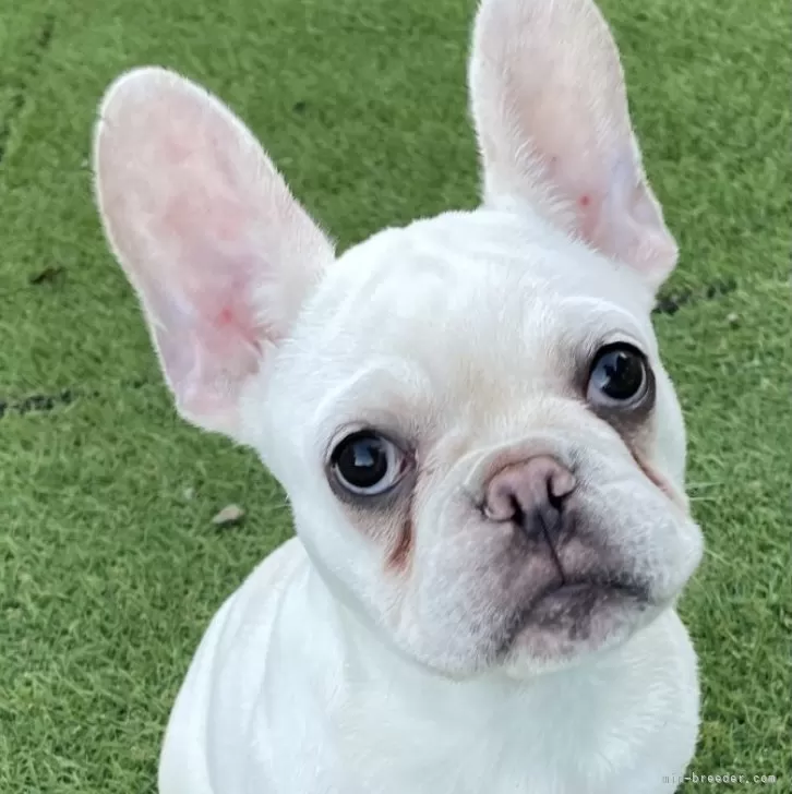 ゆか 様のお迎えした子犬