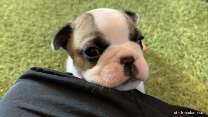 ID：2101-02359の子犬