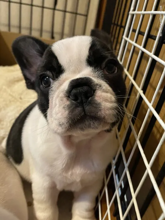 ID：2112-00242の子犬