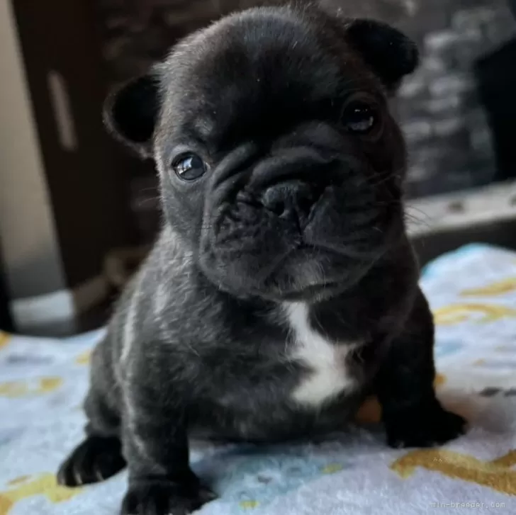 R.T 様のお迎えした子犬