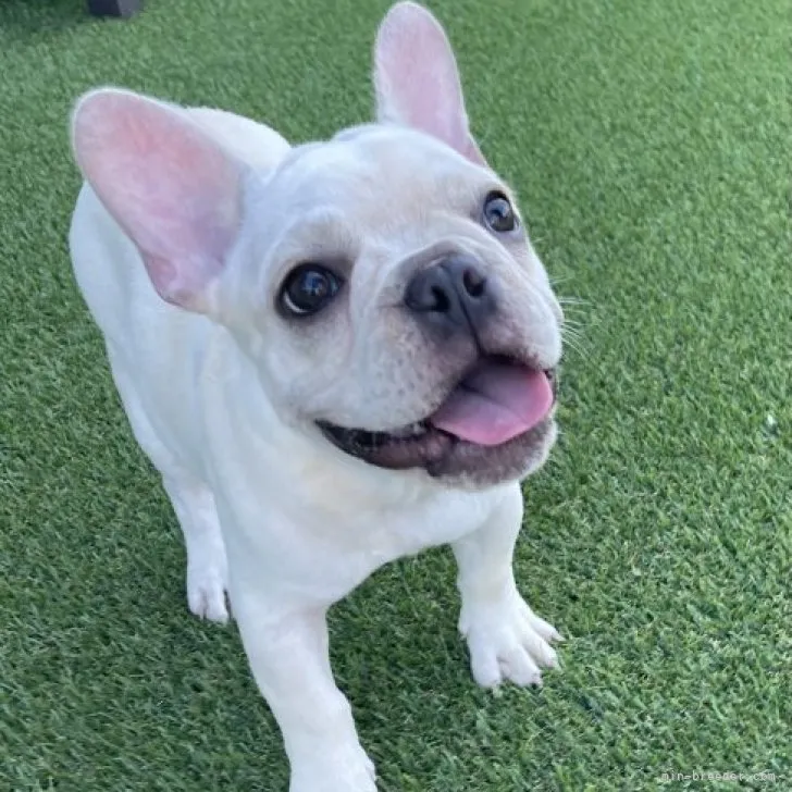ID：2304-05362の子犬