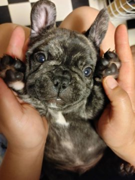 フレンチブルドッグ【京都府・男の子・2021年6月16日・ブリンドル】の写真「タイガー模様のブリンドル君！！」