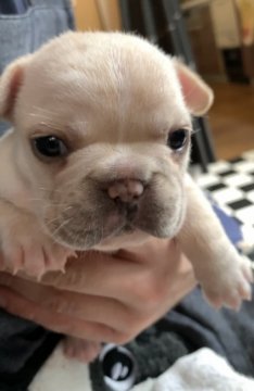 フレンチブルドッグ【京都府・女の子・2021年6月16日・クリーム】の写真「お顔の整った可愛らしいクリームちゃん♪」