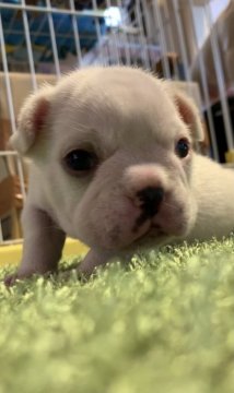 フレンチブルドッグ【京都府・男の子・2020年12月30日・クリーム】の写真「可愛いお顔のクリームちゃん！」