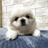 ペキニーズ