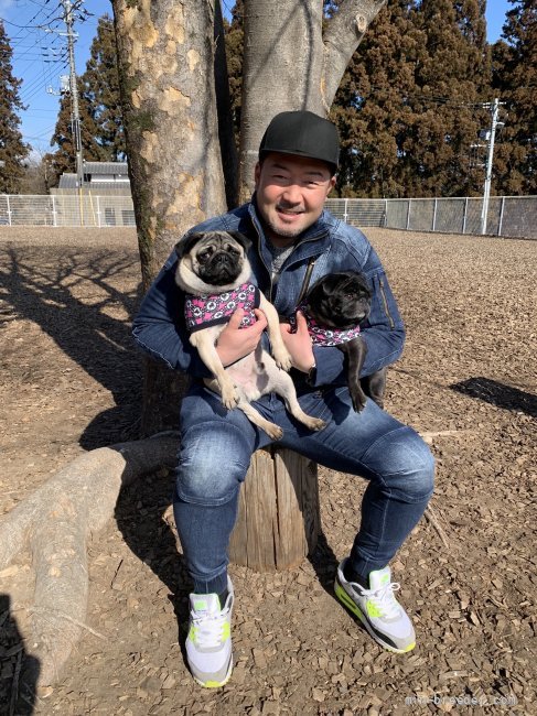 犬は家族。愛情無限に注いでます。｜小篠　雄登(こしの　ゆうと)ブリーダー(群馬県・パグ・JKC登録)の紹介写真4