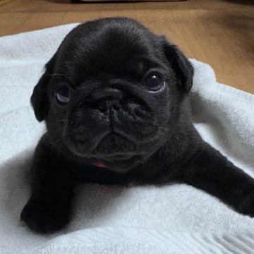 パグ【群馬県・男の子・2024年12月27日・ブラック】の写真「顔つき•食欲•発育指数パーフェクトな男の子」