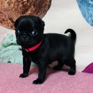 パグ【群馬県・女の子・2023年3月24日・ブラック】の写真「クリクリなお目目が愛おしいアイドルキャラの女の子」