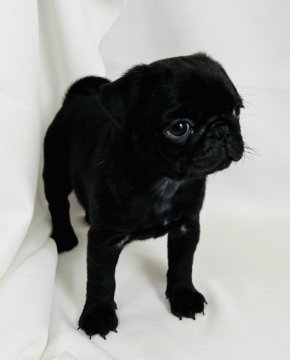 パグ【群馬県・女の子・2021年11月28日・ブラック】の写真「綺麗な毛並みと巻きの良い尻尾の美人さん！」