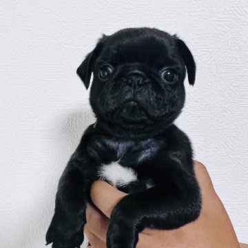 パグ【群馬県・男の子・2023年3月24日・ブラック】の写真「見学時、一緒にお家に帰れます🏠」