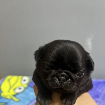 パグ【群馬県・女の子・2023年11月24日・ブラック】の写真「小ぶりで可愛い女の子♡」