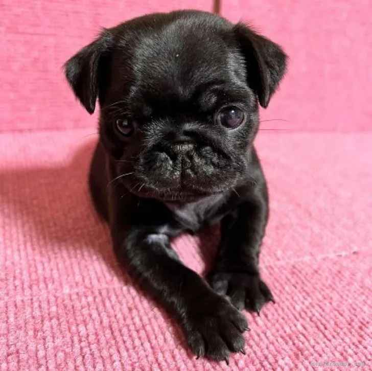 ID：2209-01312の子犬