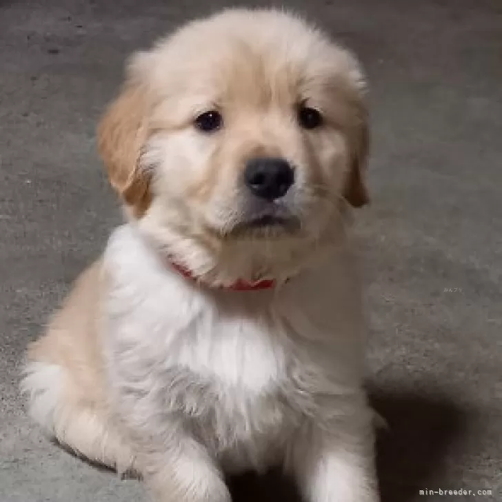 ID:2501-00277の子犬