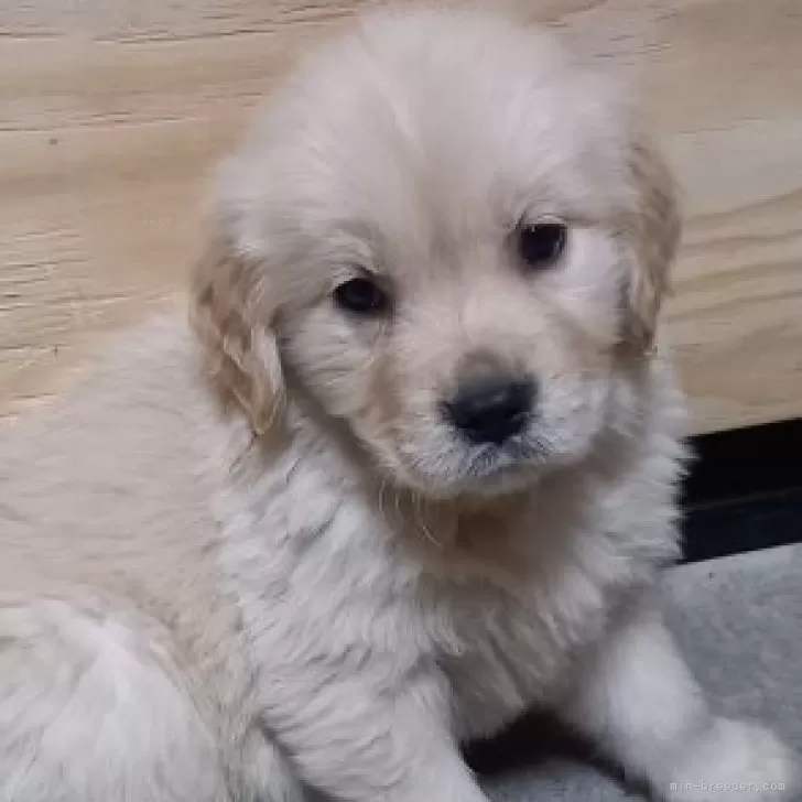 ID：2501-00280の子犬