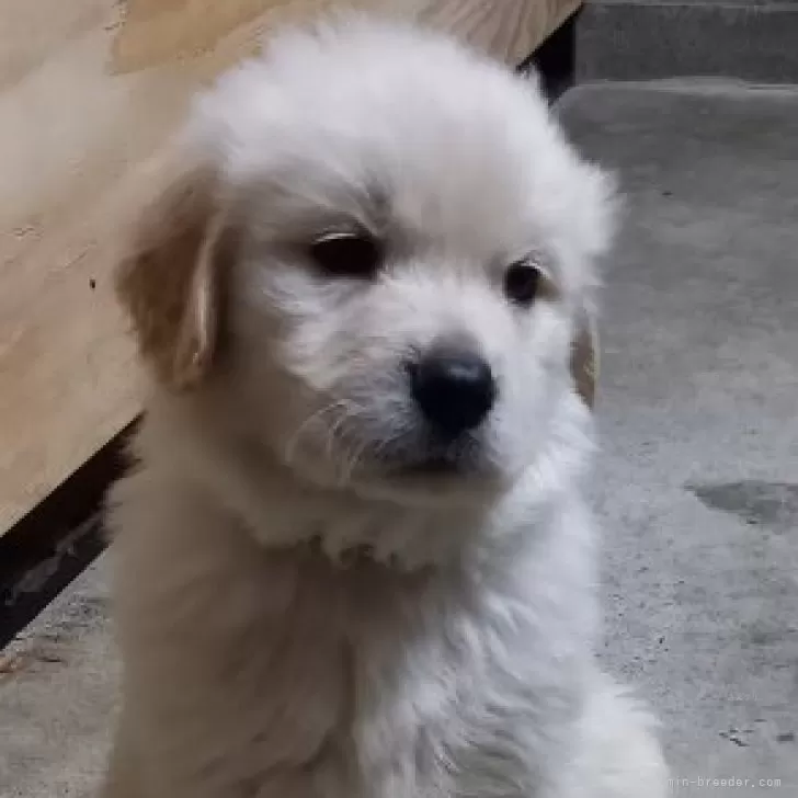 ID:2501-00272の子犬