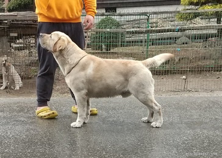 【クーパー】ラブラドール単独展PBISS獲得犬｜太田　聖一(おおた　せいいち)ブリーダー(新潟県・ラブラドールレトリバー・JKC登録)の紹介写真7
