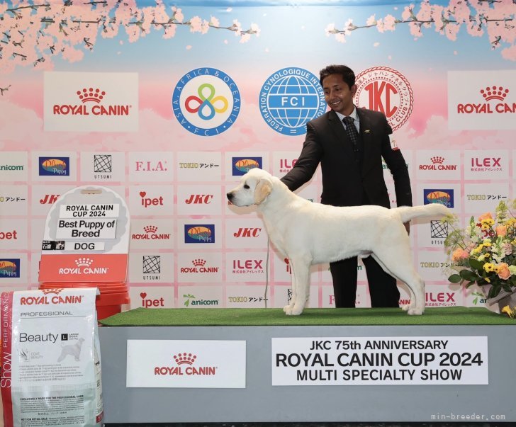 ジュニアチャンピオン｜太田　聖一(おおた　せいいち)ブリーダー(新潟県・ラブラドールレトリバー・JKC登録)の紹介写真8