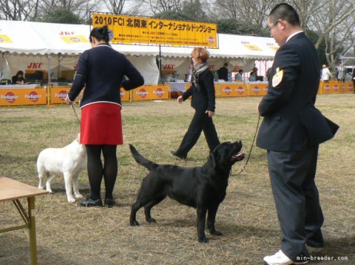太田　聖一(おおた　せいいち)ブリーダー(新潟県・ラブラドールレトリバー・JKC登録)の紹介写真9