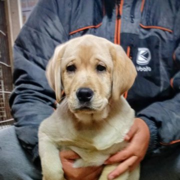 ラブラドールレトリバー【新潟県・女の子・2025年8月18日・イエロー】の写真「イギリス老舗名門ロチェビィ血統優秀な男の子」