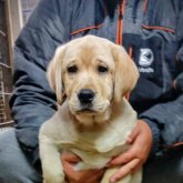 ラブラドールレトリバー