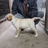 ラブラドールレトリバー【新潟県・男の子・2025年8月18日・イエロー】の写真3