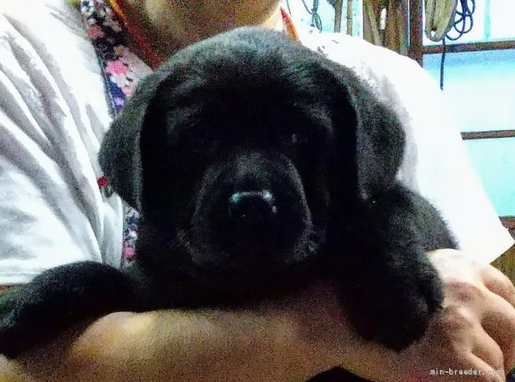 ID:2108-02035の子犬