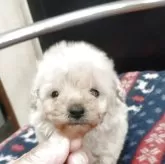 ミニチュアプードル