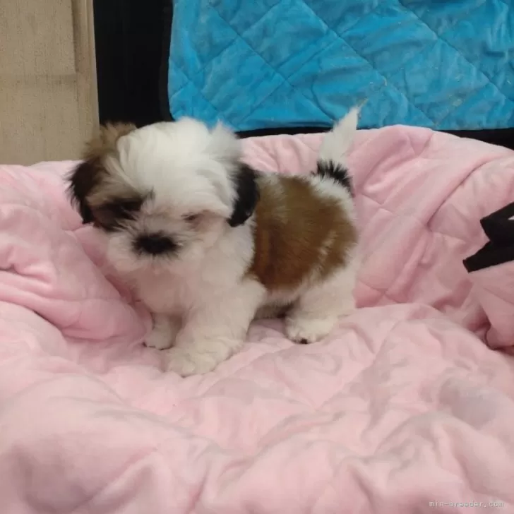 ID:2403-03153の子犬