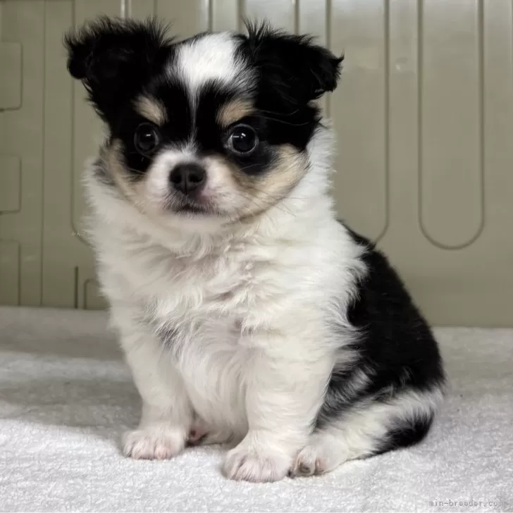 チワワ(ロング)【岐阜県・男の子・2025年9月23日・ブラックタン&amp;ホワイト】の写真1「一人でオッパイ飲み過ぎて丸々太ってます」